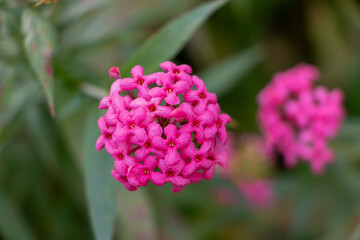 Bunch of pink flower in the garden