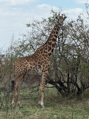 giraffe in the savannah