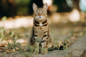 Obraz premium A yard cat walks by itself near the house in the summer.