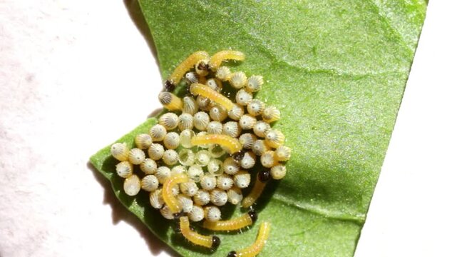 Macro View of Newly Hatched Pieris Brassicae Caterpillars on a Green Leaf with Egg Mass