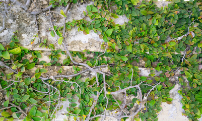 Climbing plant with small green leaves creating natural texture on wall in tropical garden reducing air dust pollution, perfect for eco wall environmental sustainability and clean environment concept.