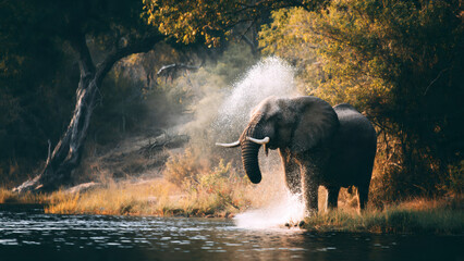 Elephant spraying water with trunk at riverbank