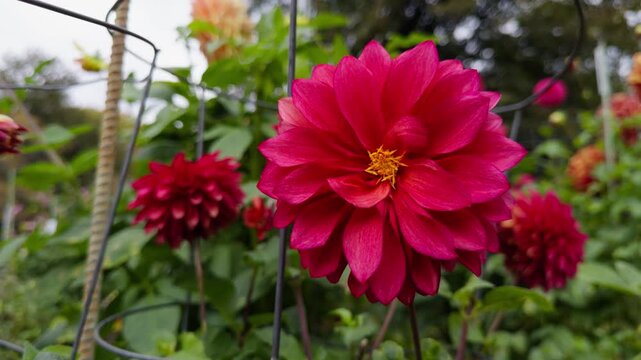 Cinematic View Of Dahlia Flower Bed In Halifax Park Canada Autumn. Beautiful Garden Scene With Bright Dahlia Blooms Surrounded By Fallen Leaves In The Peaceful Park Of Halifax.