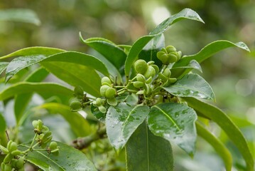 Obraz premium Plant list 2025 - Euonymus fimbriatus (Fringed spindle tree)