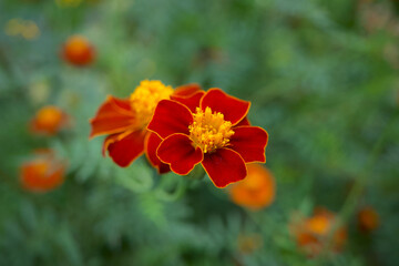 Obraz premium Disco Red Marigold (Tagetes patula) flowers blooming, shallow focus