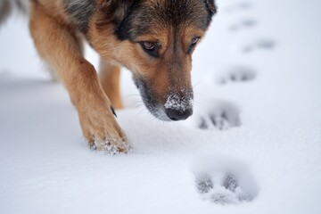 A curious dog walks through fresh snow, sniffing the ground and observing paw prints left by another animal. The winter landscape is calm and serene, inviting exploration
