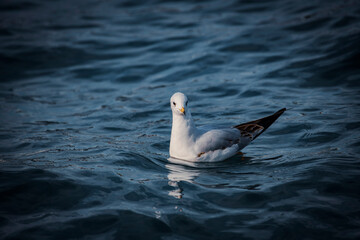 A Gull in the middle of the lake