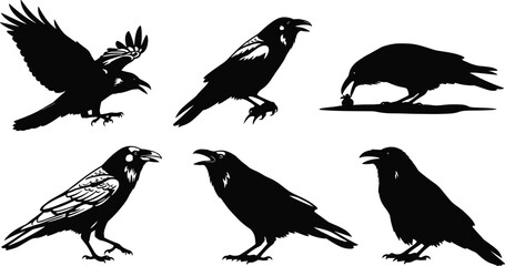 Detailed crow silhouette vector illustration set featuring flying, standing, calling, and feeding poses, high-quality wildlife design elements for nature artwork, creative projects, and decorative use