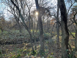 冬を迎える前、葉を落としたブナやナラが立ち並ぶ泉ヶ岳中腹の荒涼とした落葉広葉樹林。