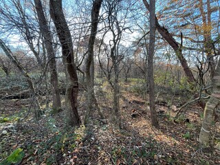 冬を迎える前、葉を落としたブナやナラが立ち並ぶ泉ヶ岳中腹の荒涼とした落葉広葉樹林。