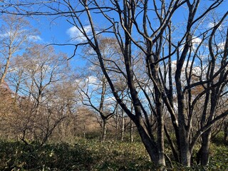 冬を迎える前、葉を落としたブナやナラが立ち並ぶ泉ヶ岳中腹の荒涼とした落葉広葉樹林。