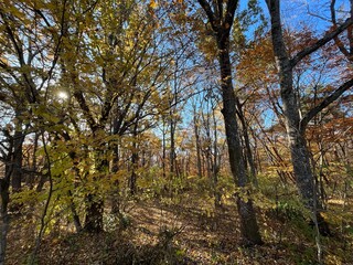 晩秋の泉ヶ岳中腹で、ナラやカエデが鮮やかに紅葉した落葉広葉樹林の景色。