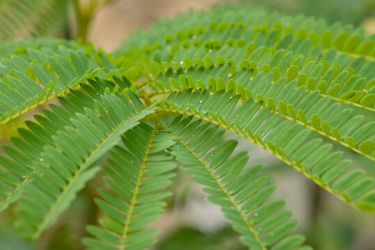 Plant list 2025 - Paraserianthes lophantha (Plume albizia)
