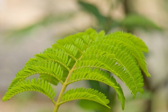 Plant list 2025 - Paraserianthes lophantha (Plume albizia)