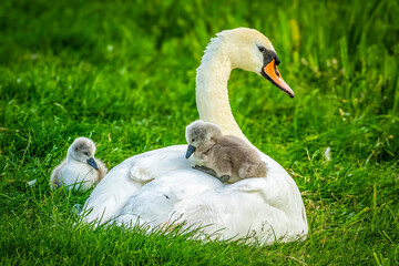 While the mother swan keeps a close eye on the photographer, the two youngsters climb between the feathers on her back