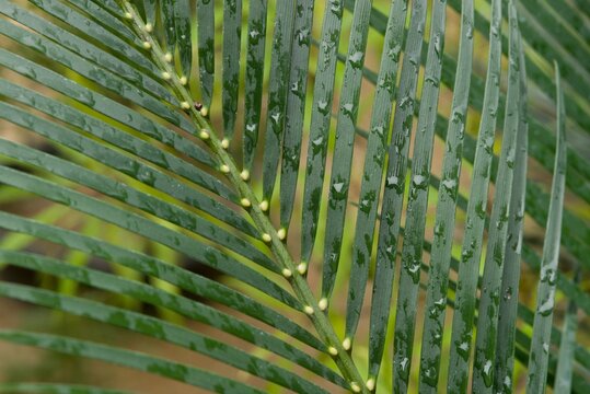 Plant list 2025 - Macrozamia communis (Burrawang)