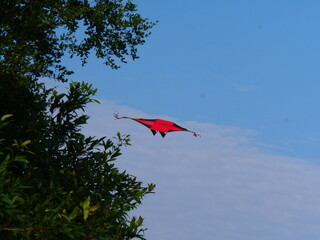 kite in the sky