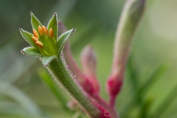 Plant list 2025 - Anigozanthos flavidus (Yellow kangaroo paw)