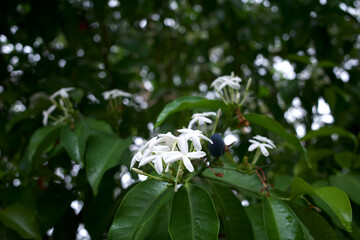 Pranajiwa (Euchresta horsfieldii) flower, medicinal plants known in West Nusa Tenggara and the island of Bali, Indonesia