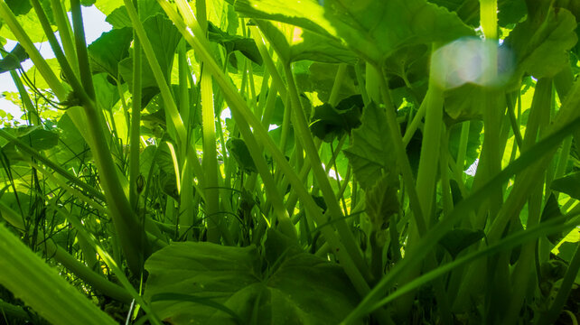 Leaf of a pumpkin plant from the ground as a contra light - Powered by Adobe
