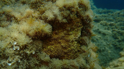 Stony colonial coral Oculina patagonica undersea, Ligurian Sea, Italy, Imperia