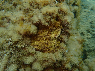 Stony colonial coral Oculina patagonica undersea, Ligurian Sea, Italy, Imperia