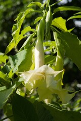 Plant list 2025 - Brugmansia arborea (Tree angels trumpet)