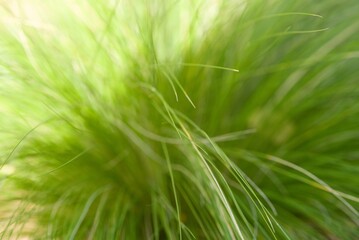Plant list 2025 - Poaceae sp. (Grass species)