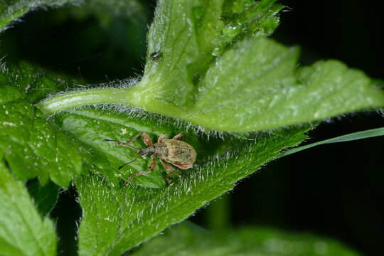 Gespornter Blattr&uuml;ssler, Phyllobius glaucus