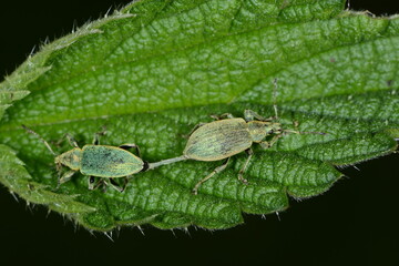 Brennnessel-Grünrüssler, Phyllobius pomaceus,
