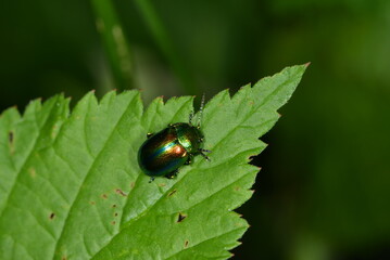 Fototapeta premium Goldglänzende Blattkäfer, Chrysolina fastuosa