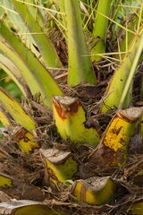 Plant list 2025 - Phoenix canariensis (Canary Island date palm)