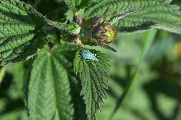  Rüsselkäfer, Sciaphobus scitulus