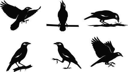 Black bird silhouette collection showcasing diverse poses and natural behaviors, detailed vector illustration set for wildlife design, nature artwork, creative projects, and graphic resources