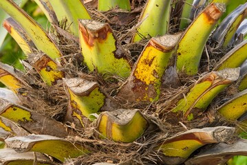 Plant list 2025 - Phoenix canariensis (Canary Island date palm)