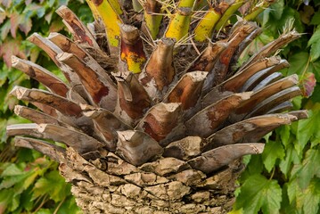 Plant list 2025 - Phoenix canariensis (Canary Island date palm)