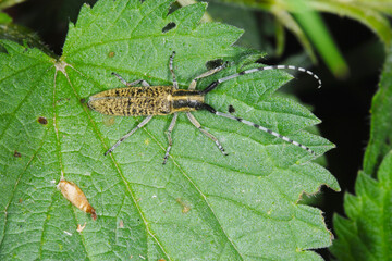 Scheckhorn-Distelbock,  Agapanthia villosoviridescens