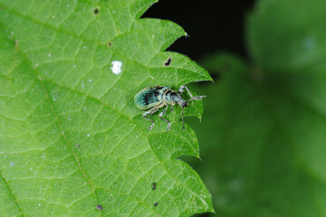  Rüssler, Rüsselkäfer, Sciaphobus scitulus