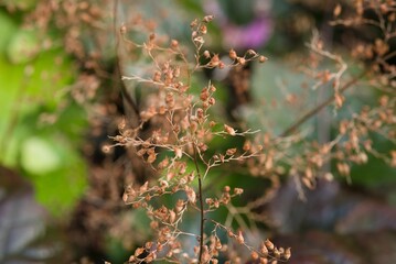 Plant list 2025 - Heuchera x hybrida (Coral bells)