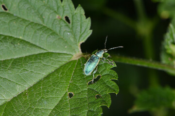  Rüsselkäfer, Sciaphobus scitulus