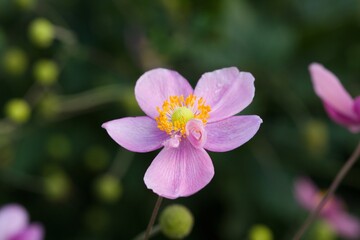 Plant list 2025 - Anemone hupehensis (Japanese anemone)