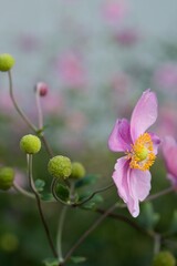 Plant list 2025 - Anemone hupehensis (Japanese anemone)