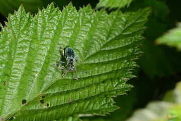  Rüssler, Rüsselkäfer, Sciaphobus scitulus
