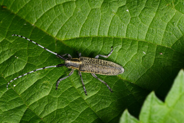 Scheckhorn-Distelbock,  Agapanthia villosoviridescens