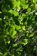 Plant list 2025 - Ginkgo biloba (Maidenhair tree)