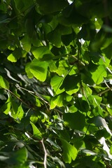 Plant list 2025 - Ginkgo biloba (Maidenhair tree)