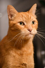 portrait of a red cat in the room