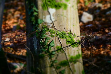 autumn in the forest