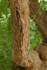 Plant list 2025 - Cornus mas (Cornelian cherry)