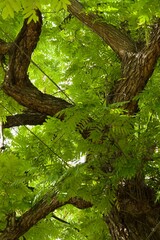 Plant list 2025 - Pterocarya fraxinifolia (Caucasian wingnut)